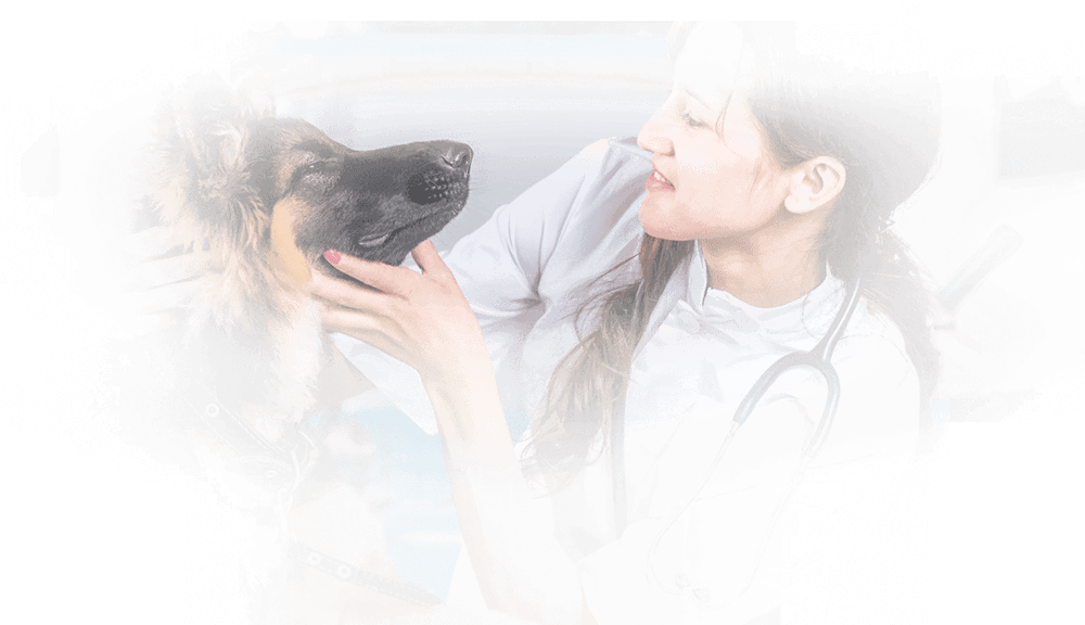 Chesapeake Veterinary Hospital