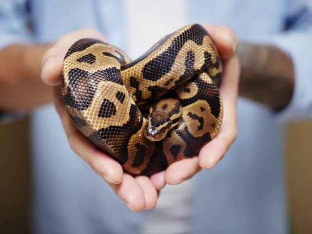 Snakes at Centerville Animal Hospital