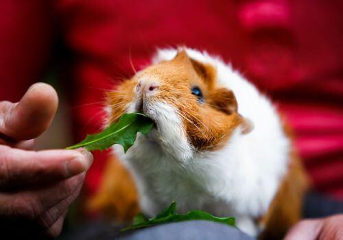 Guinea pig eating