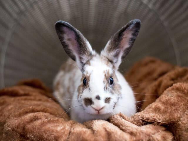 Black and white rabbit