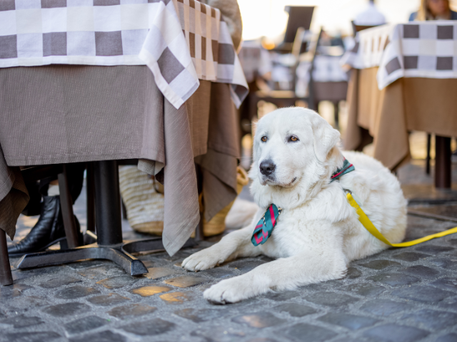 Dog sitting by an outdoor table