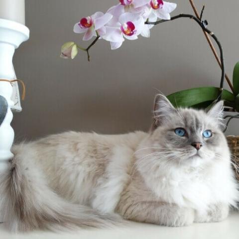 Ragdoll Cat Breed Info Ragdoll Cat Breed Info