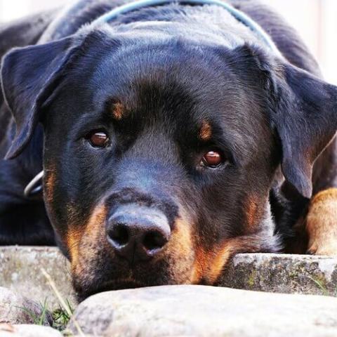 Rottweiler Dog Breed Info