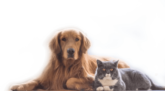 Veterinary Clinic in [practice:city]