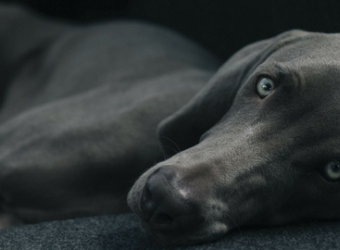 How to Recognize a Pet Emergency